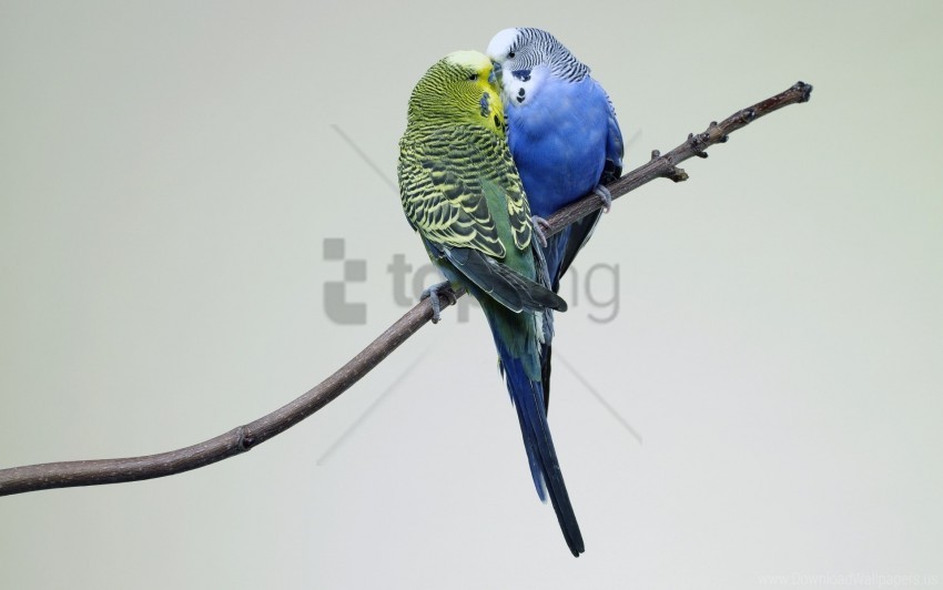 Bird Branch Budgies Couple Parrots Wallpaper Clear Background PNG Isolated Illustration