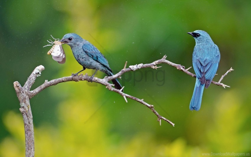 bird branch butterfly couple wallpaper Clear Background Isolated PNG Graphic