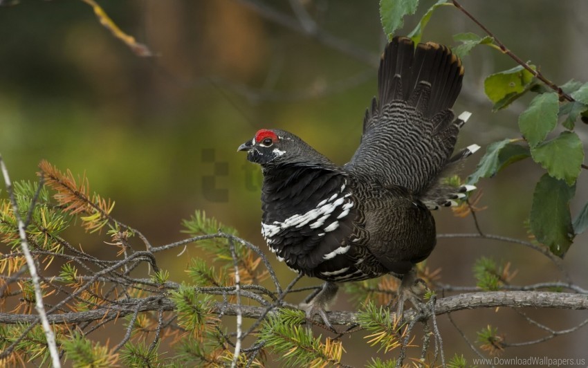 bird branch canadian spruce grouse tree wallpaper PNG Image with Transparent Cutout