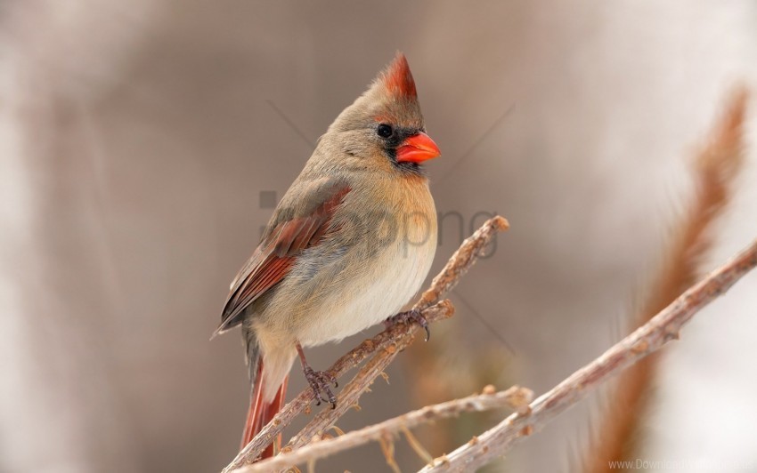 bird branch cardinal wallpaper PNG Image with Isolated Subject