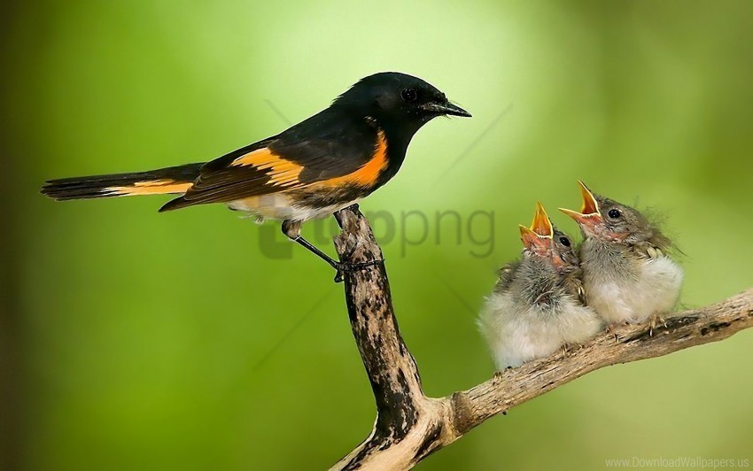 bird branch caring chicks nest wallpaper PNG images for printing