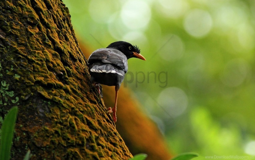 bird branch climb tree wallpaper Clear Background Isolated PNG Object
