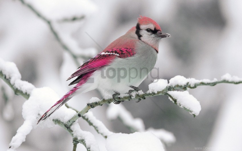 bird branch color crest winter wallpaper Isolated Object on Transparent Background in PNG