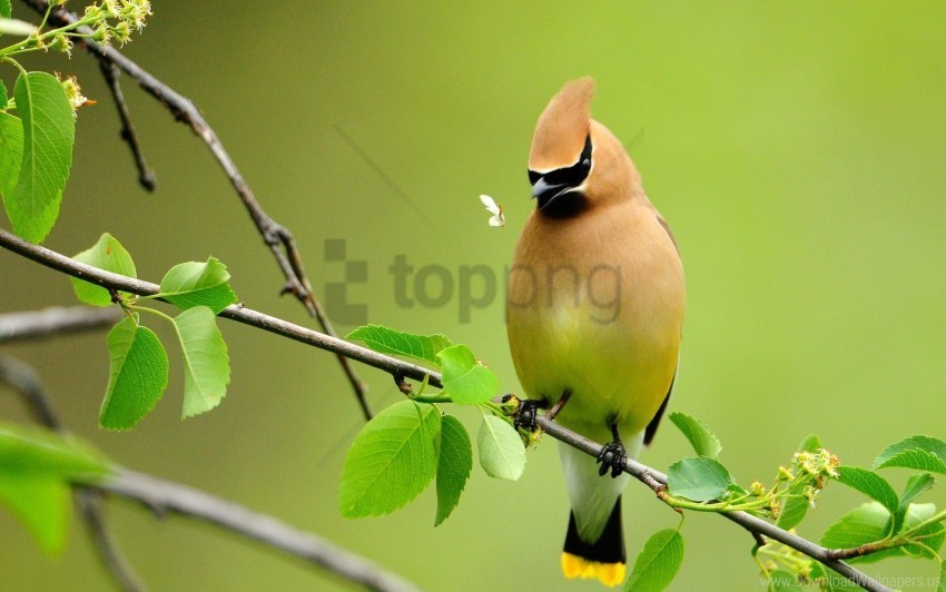 bird branch color cute summer wallpaper Clean Background Isolated PNG Image