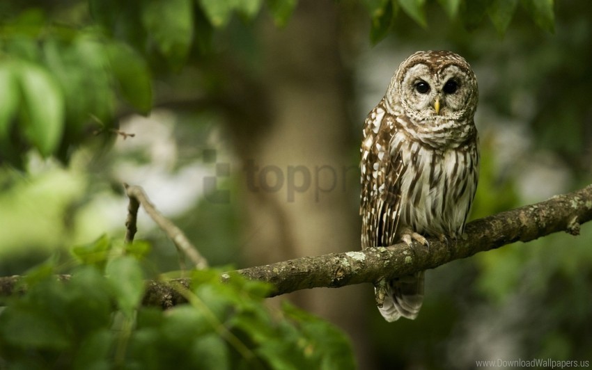 Bird Branch Color Owl Predator Sit Wallpaper PNG For Design