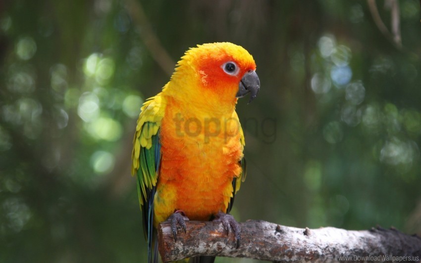 bird branch color parrot wallpaper PNG Graphic with Transparent Isolation