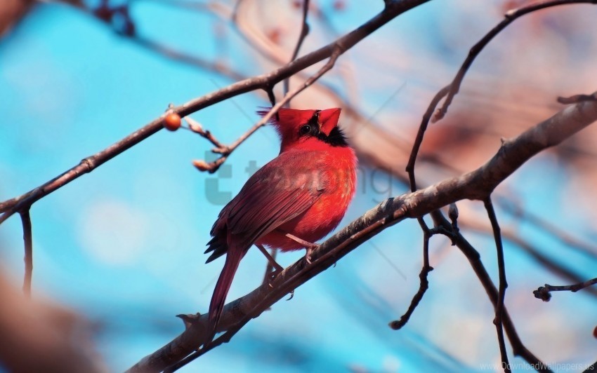 bird branch color red cardinal sitting tree wallpaper Clear background PNG images comprehensive package