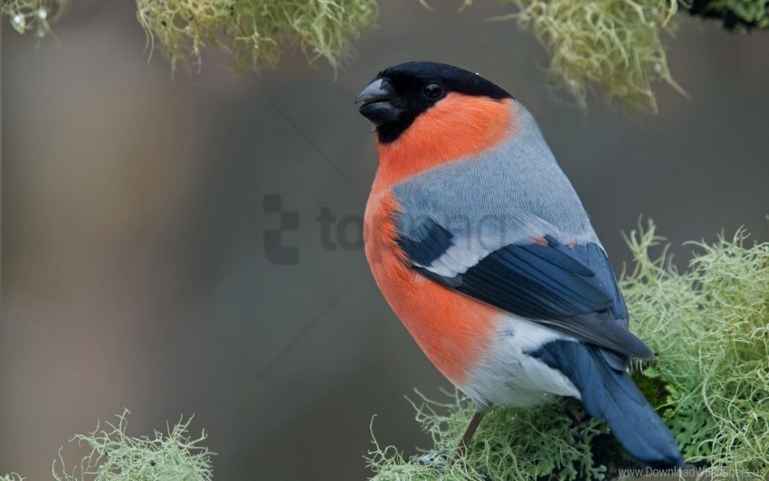 bird branch color sit wallpaper PNG images with high transparency