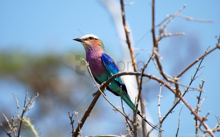 bird branch color tree wallpaper Clear PNG graphics