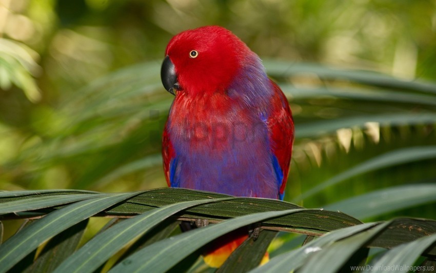 bird branch colors parrot wallpaper PNG transparent photos for presentations