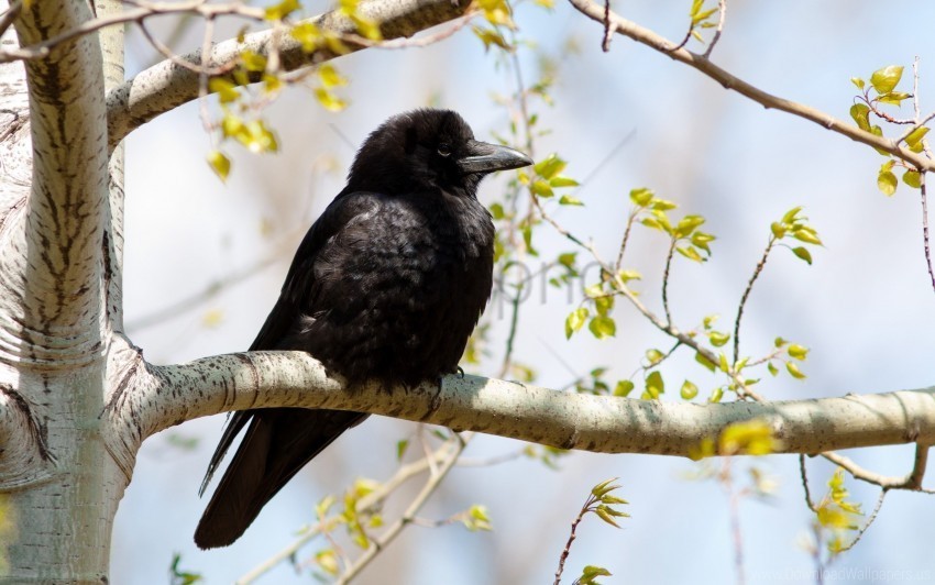 bird branch crow tree wallpaper PNG with isolated background