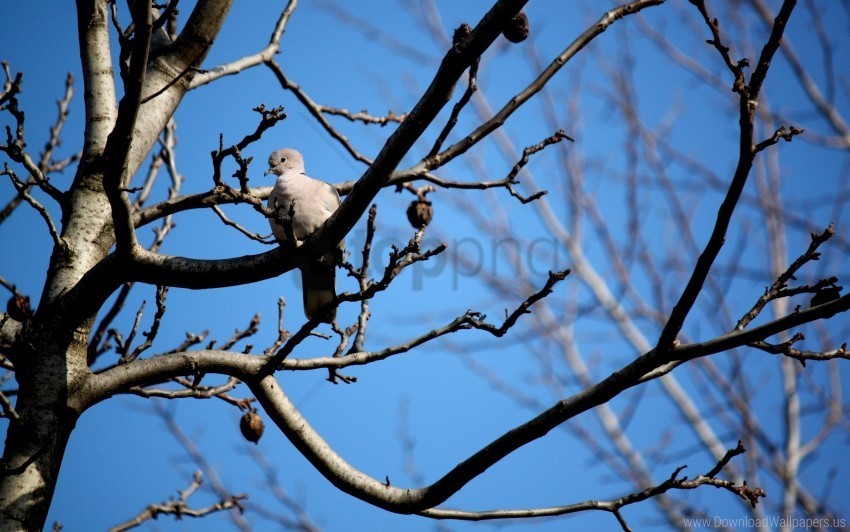 bird branch dove fall sit wallpaper PNG clipart