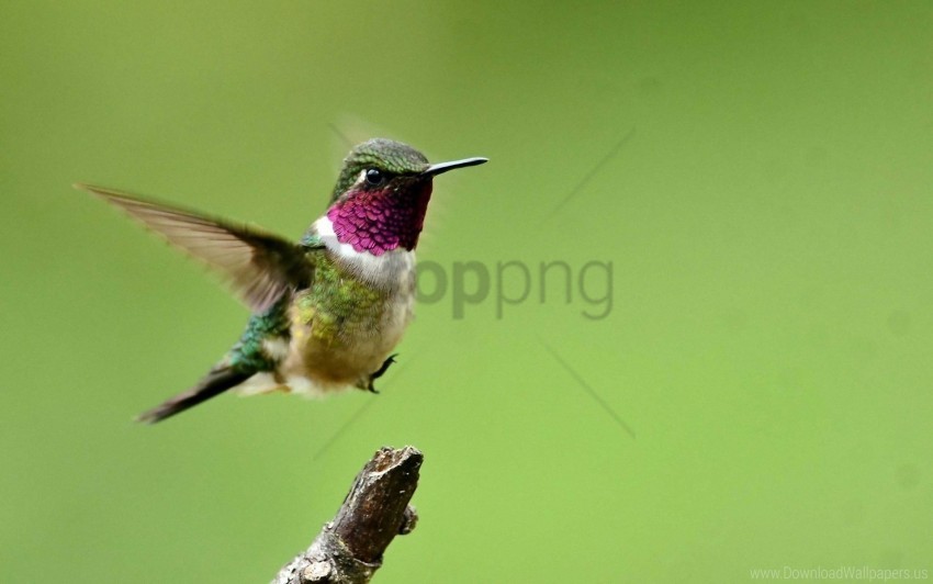 bird branch flap flight hummingbird wings wallpaper Isolated Design Element in HighQuality Transparent PNG