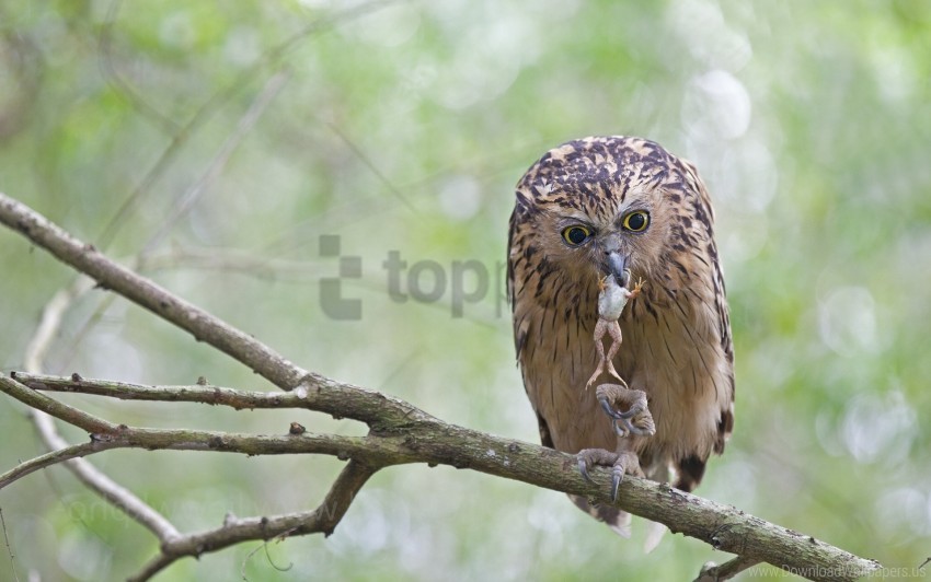 bird branch forest owl sit wallpaper HighQuality PNG with Transparent Isolation