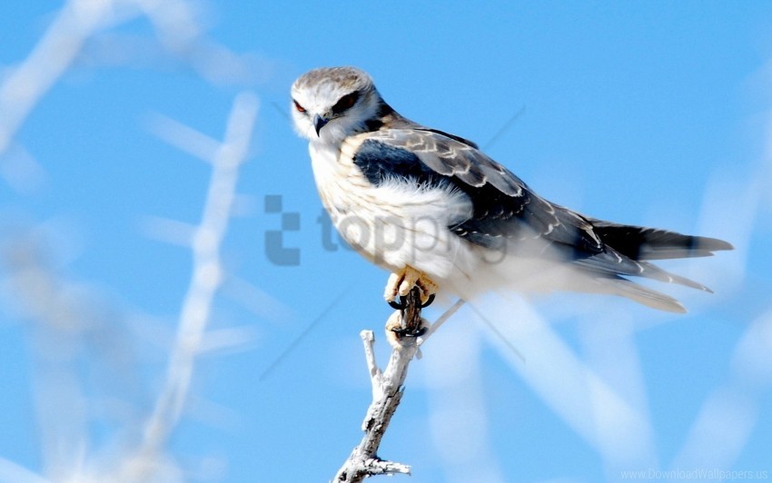 bird branch glare hawk wallpaper PNG images with transparent canvas assortment