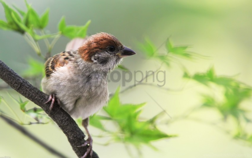 bird branch greens sit sparrow wallpaper PNG images with alpha transparency layer