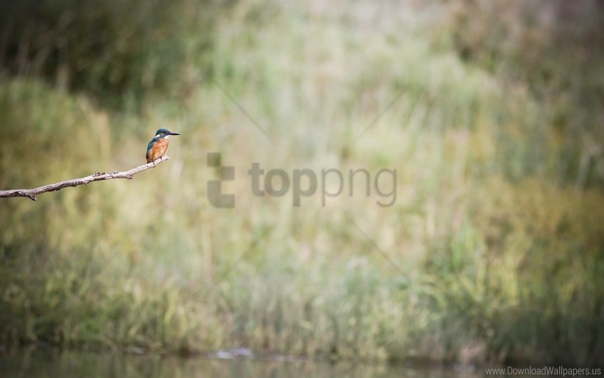 bird branch kingfisher sit wallpaper PNG for Photoshop