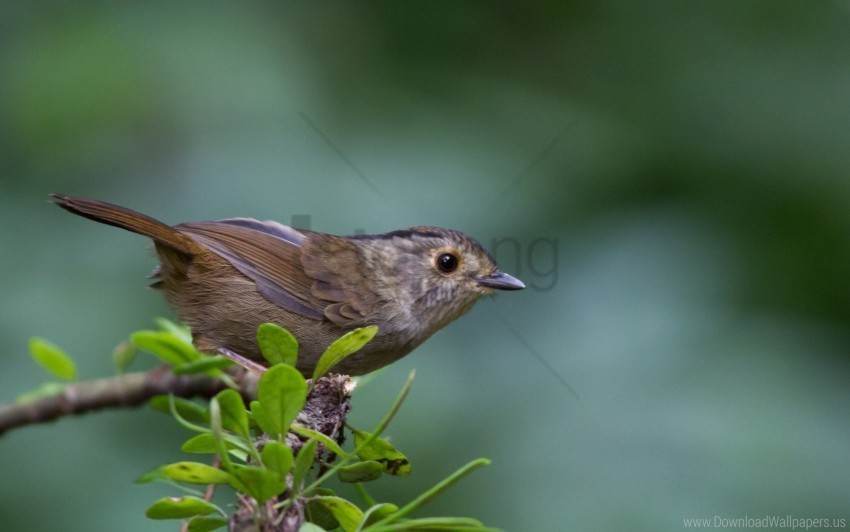 bird branch leaf leaves macro wallpaper PNG Image Isolated with HighQuality Clarity