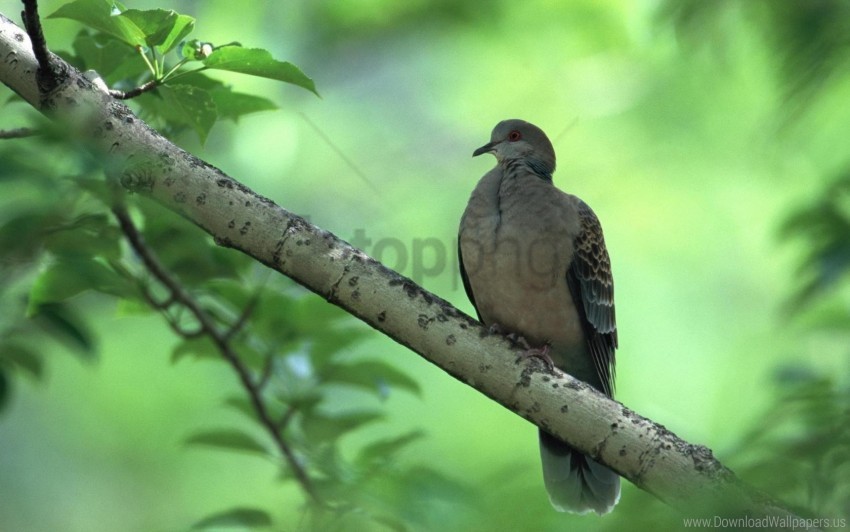 bird branch leaves tree wallpaper Transparent PNG images wide assortment