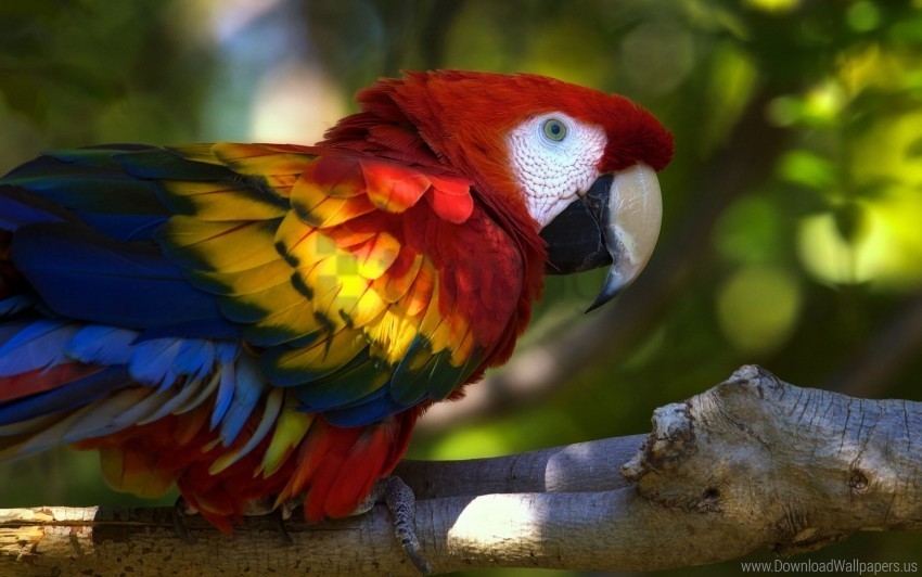 bird branch macaw parrot wallpaper Transparent PNG Isolated Graphic Design
