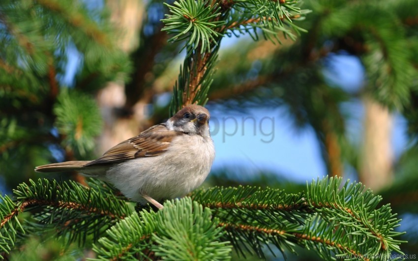 bird branch pine sit sparrow wallpaper Transparent Background Isolated PNG Item