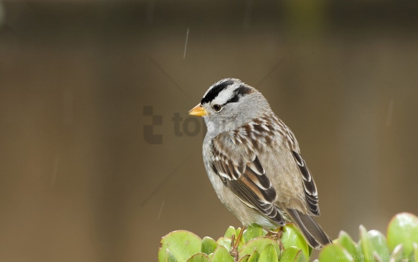 bird branch sit small sparrow wallpaper PNG with no bg