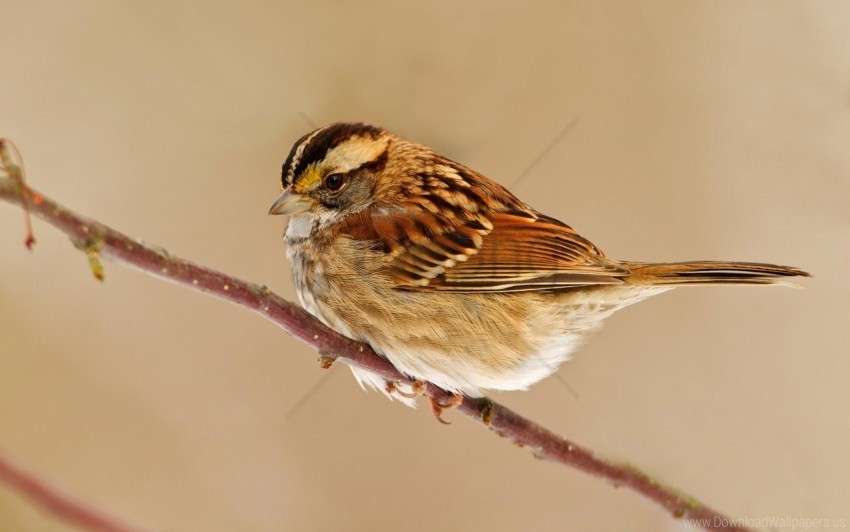 bird branch sit sparrow wallpaper PNG images transparent pack