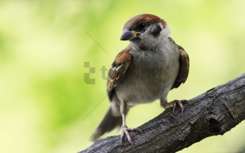 bird branch sit sparrow wallpaper Free PNG images with transparent layers