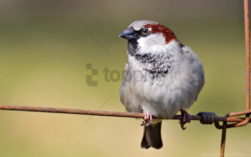 bird branch sit sparrow wallpaper PNG cutout