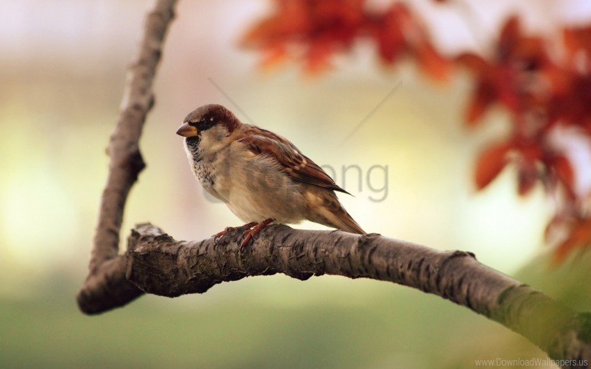 bird branch sit sparrow wallpaper Clean Background Isolated PNG Image