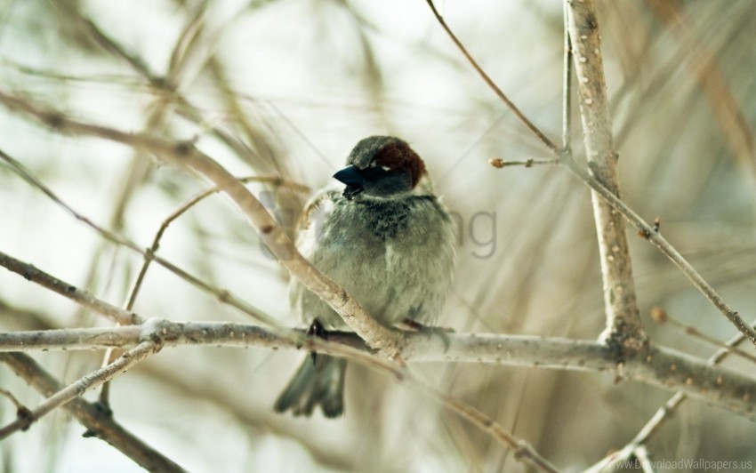 bird branch sit sparrow wallpaper PNG images with clear alpha layer