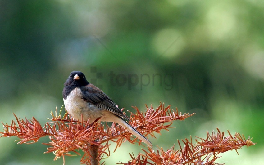 bird branch sit tree wallpaper Isolated Artwork on HighQuality Transparent PNG