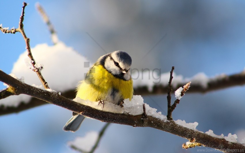 bird branch snow wallpaper Isolated Icon in Transparent PNG Format