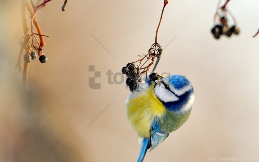 bird branch spotted titmouse wallpaper Transparent PNG download