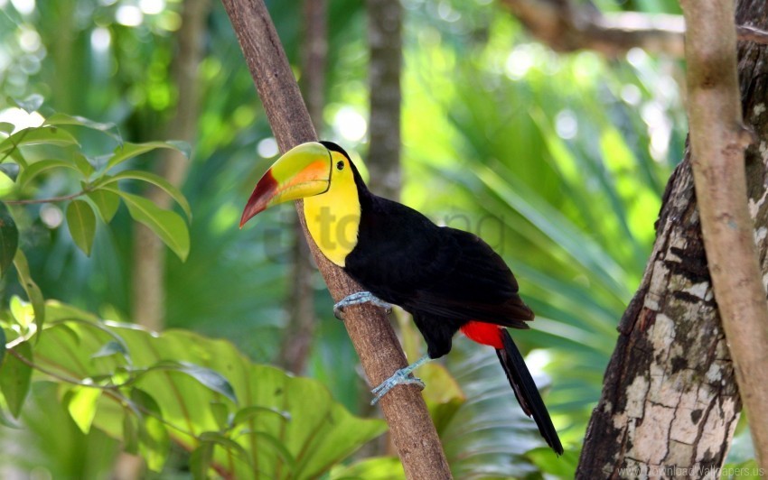 bird branch toucan tree wallpaper High-resolution transparent PNG files