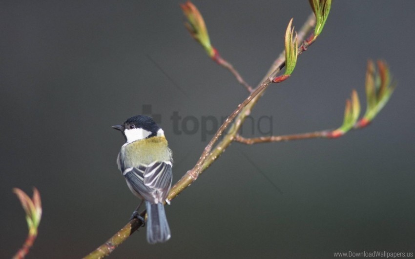 bird branches bright wallpaper Isolated Artwork in Transparent PNG Format