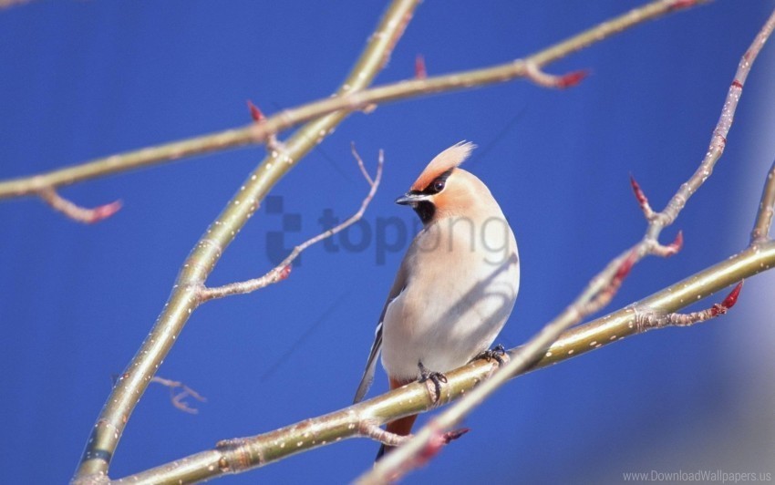 bird branches close-up wallpaper Free PNG file