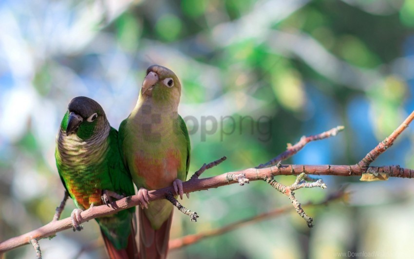 bird branches color parrot sit wallpaper PNG without watermark free
