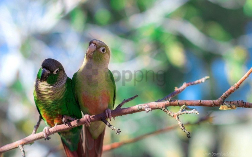 Bird Branches Color Parrot Sit Wallpaper PNG Without Watermark Free