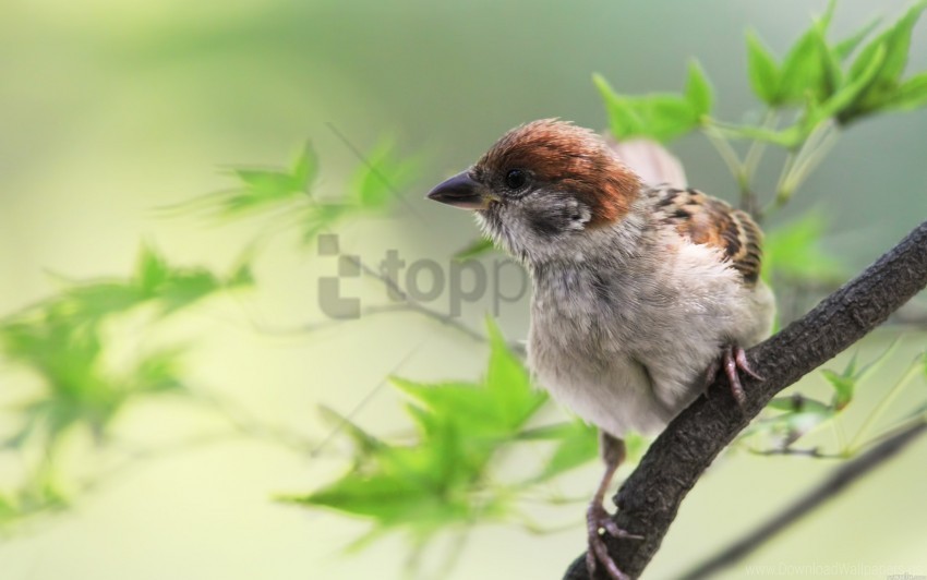 bird branches leaves sit sparrow wallpaper PNG Image with Clear Background Isolated