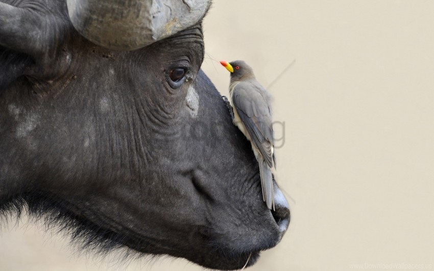 bird buffalo nature wallpaper Images in PNG format with transparency