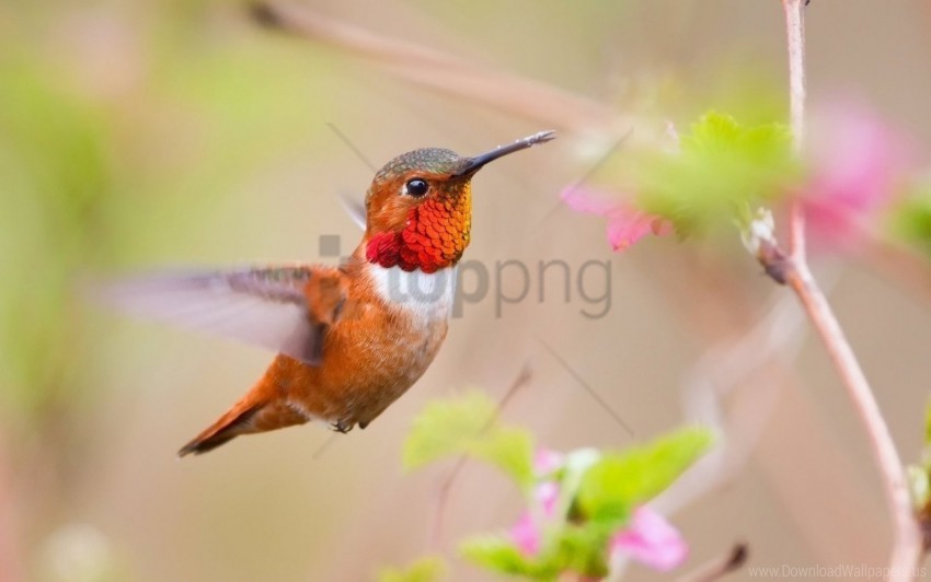 bird caliber nature plant swing wallpaper Isolated Artwork in Transparent PNG Format
