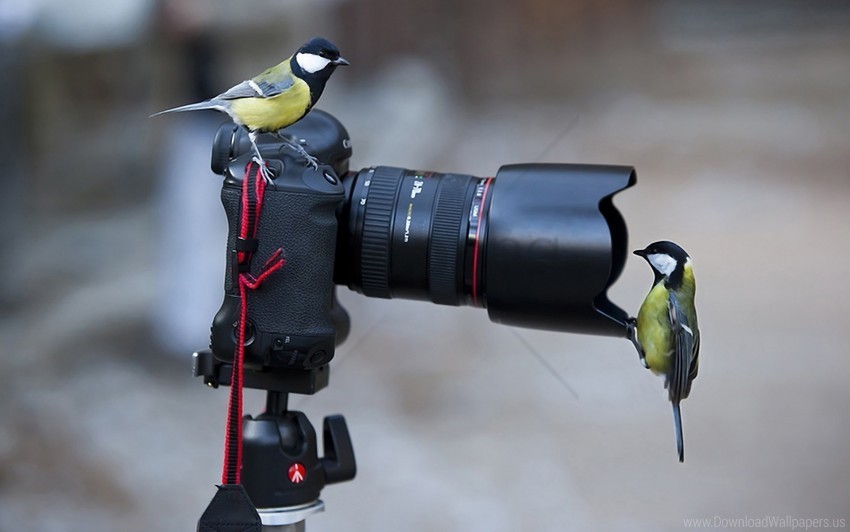 bird camera situation tit wallpaper Clear Background PNG Isolated Subject