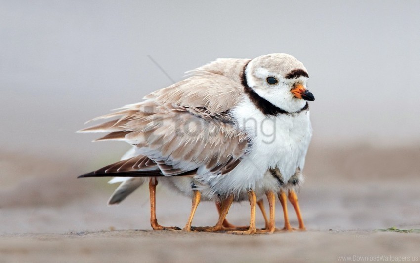 bird caring chicks family warmth wallpaper High-resolution transparent PNG images variety