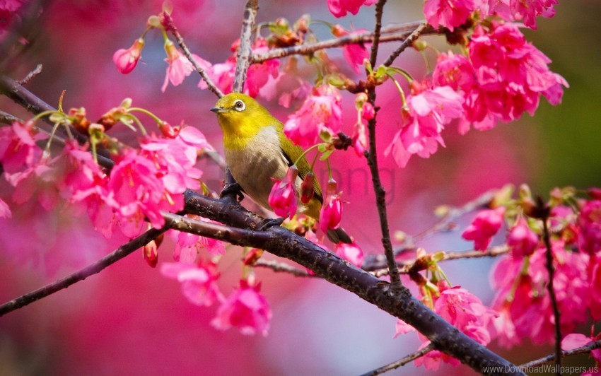 bird cherry mountain wallpaper Transparent Background PNG Isolated Illustration