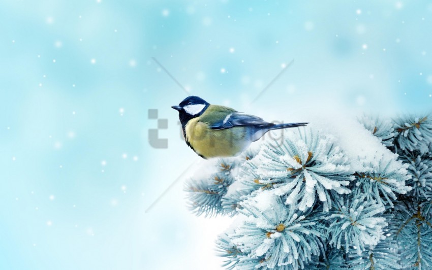 bird chickadee snow spruce wallpaper PNG transparent graphics for projects