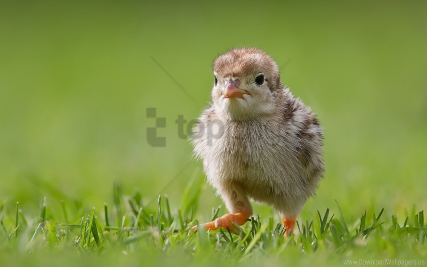 bird chicken grass wallpaper Isolated Graphic in Transparent PNG Format