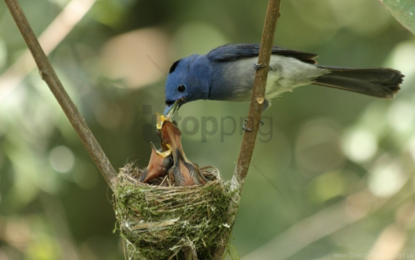 bird chicks feeding mother nest twigs wallpaper High-resolution transparent PNG images set