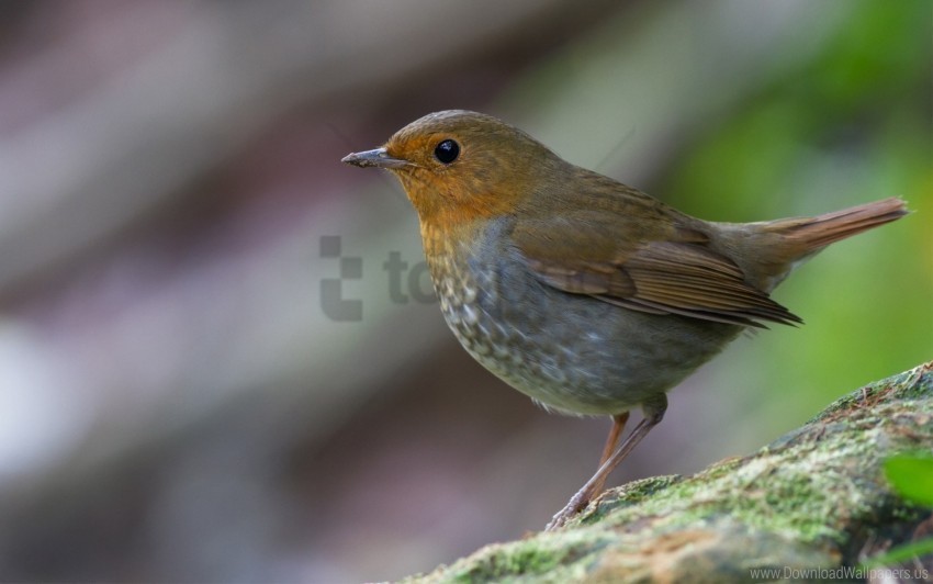 bird close-up moss stone wallpaper Isolated Graphic on Clear Transparent PNG
