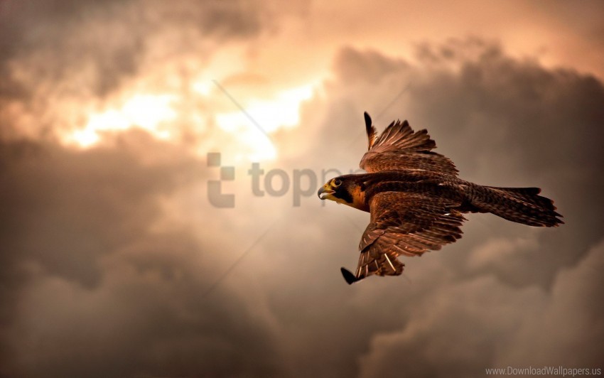 bird clouds cloudy hawk sky wallpaper Transparent PNG Graphic with Isolated Object